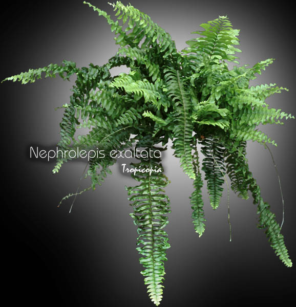 Fern - Nephrolepis exaltata var. - Boston fern, Sword fern